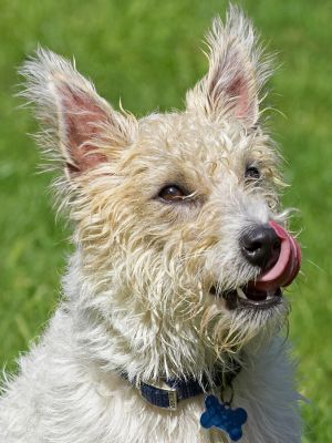 Is there more?
Trefwoorden: John Johnny Jack Russell Lakeland Terrier Cross X tongue