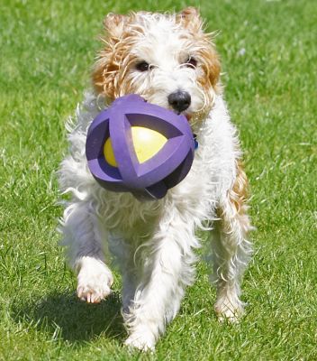 Look, this ball is almost as big as me
Palabras clave: Ken Jack Russell Terrier Corgi Cross X