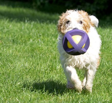 This is giving me a really good workout
Ključne besede: Ken Jack Russell Terrier Corgi Cross X