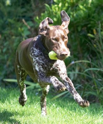 I can run and run and run and...........
Anahtar kelimeler: Jess German Shorthaired Pointer