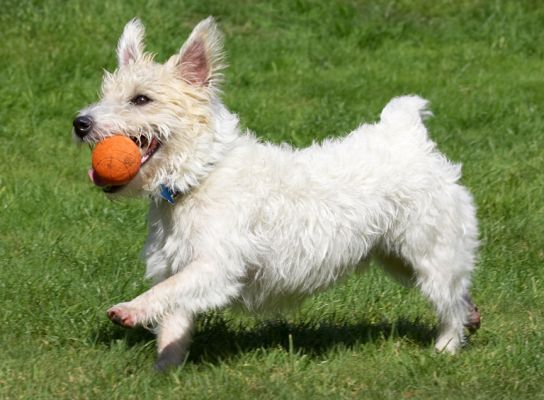 I just love ball playing
Palabras clave: John Johnny Jack Russell Lakeland Terrier Cross X