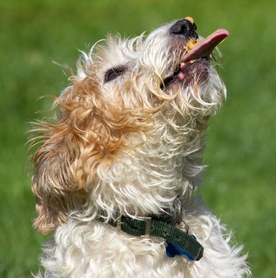 This is yummy
Anahtar kelimeler: Ken Jack Russell Terrier Corgi Cross X tongue