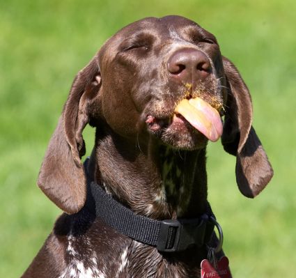 Yum, yum, yum
Anahtar kelimeler: Jess German Shorthaired Pointer tongue