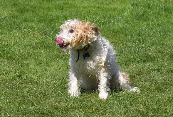 I'm having such a good time
Keywords: Ken Jack Russell Terrier Corgi Cross X tongue