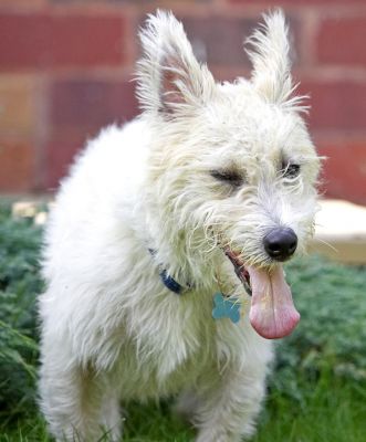 Boy, I'm actually worn out
Anahtar kelimeler: John Johnny Jack Russell Lakeland Terrier Cross X tongue