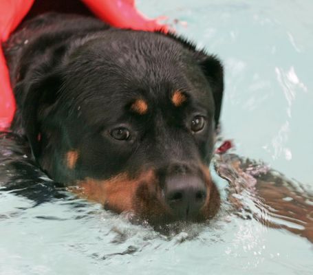 Missy Having A Swim
Słowa kluczowe: Missy Rottweiler canine hydrotherapy swimming dog Ritz Canine Lucies Farm dog resort