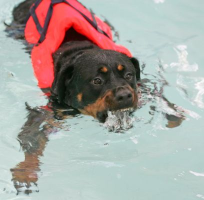 Missy
Almost chewing the water.  A pleasant pastime on a late summer afternoon in sunny Worcestershire.
Schlüsselwörter: Missy Rottweiler canine hydrotherapy swimming dog Ritz Canine Lucies Farm dog resort