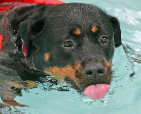 Missy
Now having a lick at the water, while swimming.
Klíčová slova: Missy Rottweiler canine hydrotherapy swimming dog Ritz Canine Lucies Farm dog resort