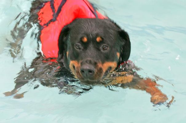 Missy
Looks like a big smile on her face..
Ključne besede: Missy Rottweiler canine hydrotherapy swimming dog Ritz Canine Lucies Farm dog resort