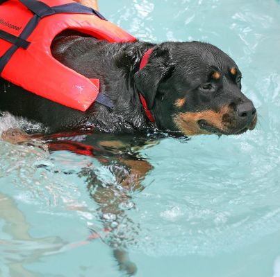 Missy
Having an afternoon swim in the heated indoor pool at the [url=http://www.ritz-canine.com/]Ritz Canine[/url] doggie spa.
Λέξεις-κλειδιά: Missy Rottweiler canine hydrotherapy swimming dog Ritz Canine Lucies Farm dog resort