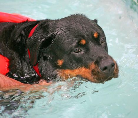 Missy
Enjoying a swim in the pool.
Keywords: Missy Rottweiler canine hydrotherapy swimming dog Ritz Canine Lucies Farm dog resort