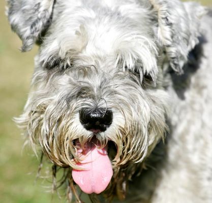 Pretzelle
Palabras Clave: Pretzelle miniature schnauzer Lucies Farm dog resort dog boarding dog kennel