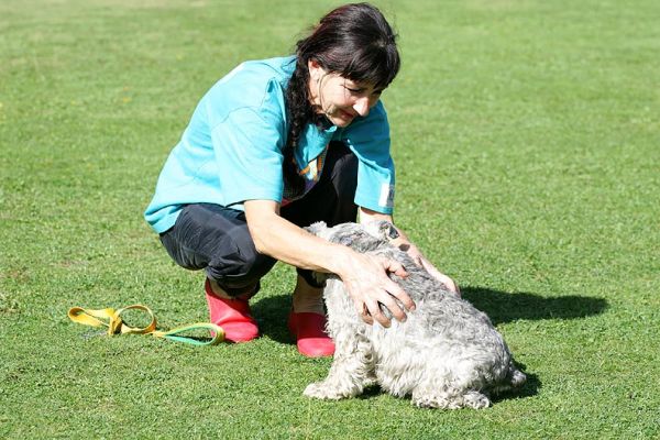 Marjorie Giving Pretzelle A Bit of A Back Rub
Palabras clave: Pretzelle back rub minature schnauzer Lucies Farm Marjorie dog massage dog kennel dog resort dog spa