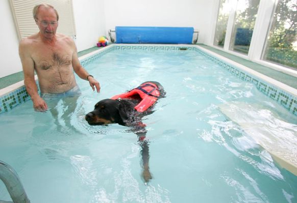 Ronan Having A Swim
Ronan does swimming with gusto!
Keywords: Ronan Rottweiler Vic dog swimming canine hydrotherapy Lucies Farm Ritz Canine