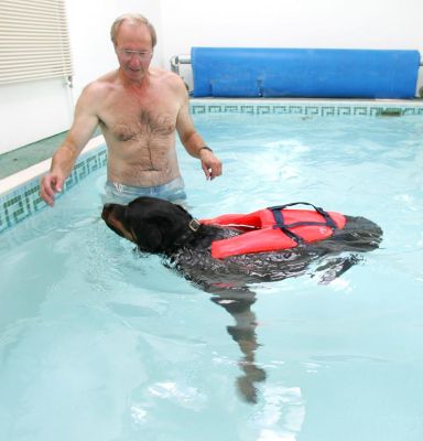 Ronan Turning Around to Follow Vic
Keywords: Ronan Rottweiler Vic dog swimming canine hydrotherapy Lucies Farm Ritz Canine