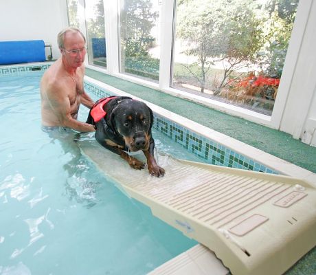Ronan Coming Up The Ramp
The gently inclined PetRamp has a non-skid surface, but it takes doggies a couple of tries to feel comfortable with it.
Keywords: Ronan Rottweiler Vic dog swimming canine hydrotherapy Lucies Farm Ritz Canine PetRamp