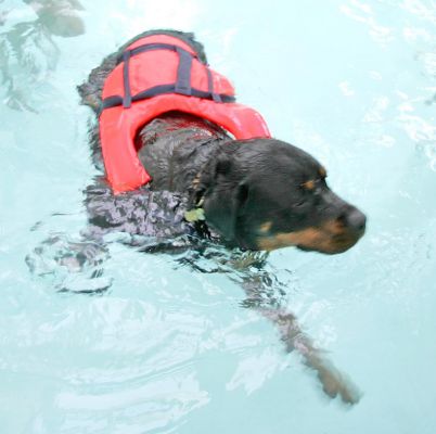 Ronan
Keywords: Ronan Rottweiler Vic dog swimming canine hydrotherapy Lucies Farm Ritz Canine