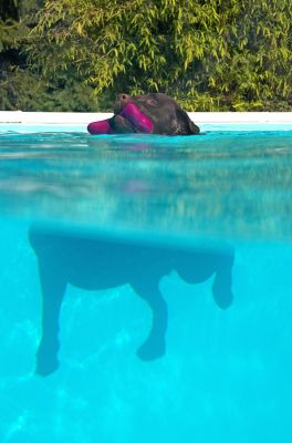 Oo-er I look discombobulated!
Trefwoorden: Lucky Chocolate Labrador swim