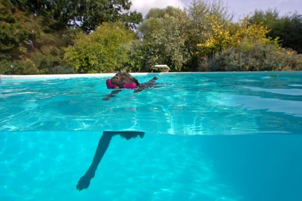 Wow, don't I have long legs
Keywords: Lucky Chocolate Labrador swim