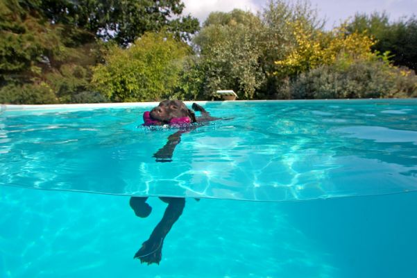 Look, I'm sort of art deco
Palabras clave: Lucky Chocolate Labrador swim