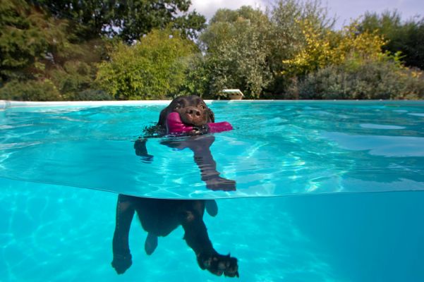 Gotta watch out for the tank
Trefwoorden: Lucky Chocolate Labrador swim