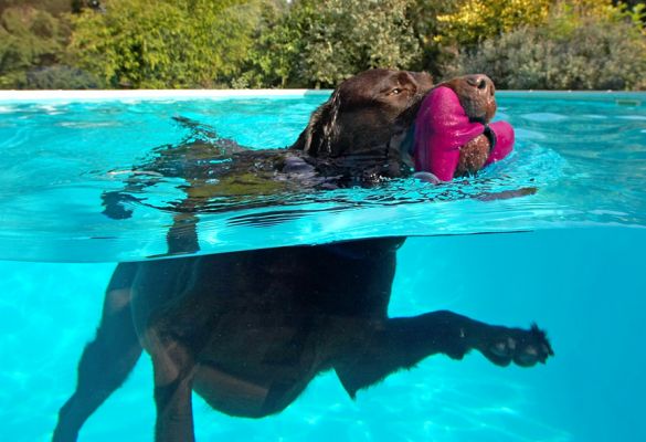 A neat left turn does it
Keywords: Lucky Chocolate Labrador swim