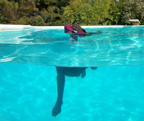 Gosh, I'm like an iceberg
Schlüsselwörter: Lucky Chocolate Labrador swim