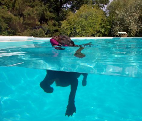 Maybe I'm a big duck - look at my webbed foot!!
Λέξεις-κλειδιά: Lucky Chocolate Labrador swim