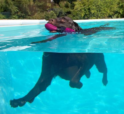Being a star is hard work
Ključne besede: Lucky Chocolate Labrador swim