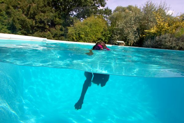 And here I come again
Anahtar kelimeler: Lucky Chocolate Labrador swim