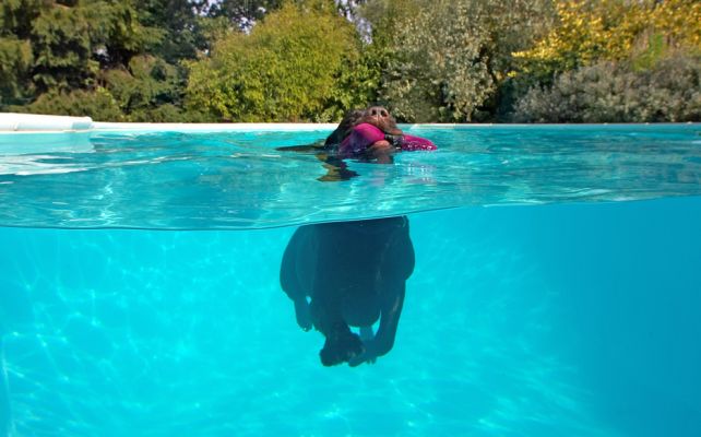 Wow, I didn't know my legs did that
Anahtar kelimeler: Lucky Chocolate Labrador swim