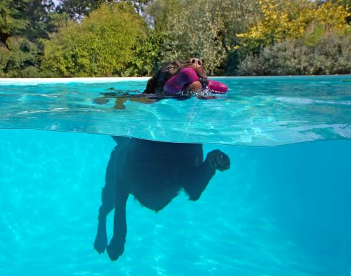 Look what a smooth swimmer I am - hardly a ripple
Palabras clave: Lucky Chocolate Labrador swim