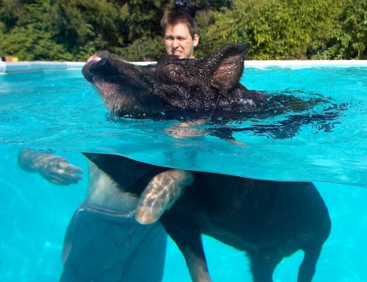 Who's having the most fun!!
Anahtar kelimeler: Marian Berkshire pig swim