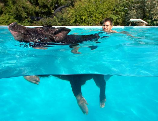 See, I've got the hang of it
الكلمات الإستدلالية(لتسهيل البحث): Berkshire pig swim Marian