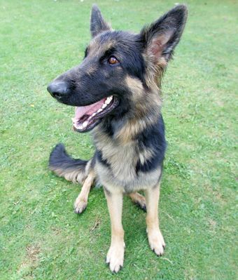 George
Waiting for Marjorie to throw the tennis ball.
Palabras clave: George German shepherd dog hotel dog kennel Lucies Farm tennis ball