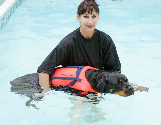 Missy in the Pool With Marjorie
Missy having an afternoon swim in the heated pool.  The warm water puts her into almost a trance.
Keywords: Missy Rottweiler trance zen Marjorie swimming pool swimming dog canine hydrotherapy Ritz Canine