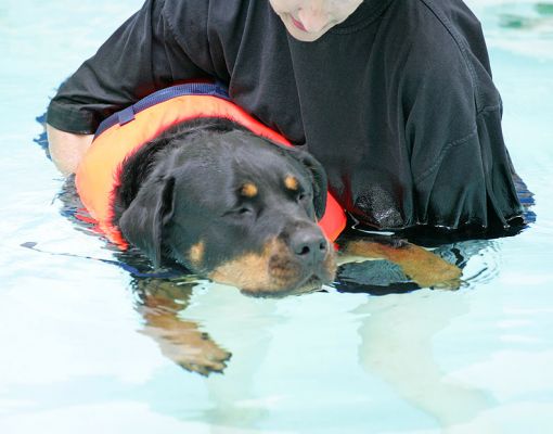Missy Relaxing in The Pool
Ключові слова: Missy Rottweiler trance zen swimming pool swimming dog canine hydrotherapy Ritz Canine