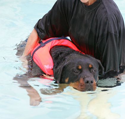 Missy
Λέξεις-κλειδιά: Missy Rottweiler trance zen swimming pool swimming dog canine hydrotherapy Ritz Canine