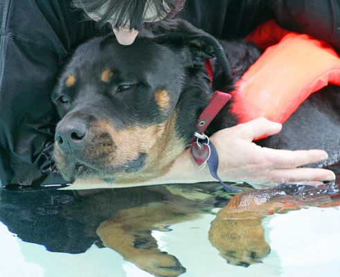 Missy
Relaxing in the heated pool on an early autumn afternoon.
Trefwoorden: Missy Rottweiler trance zen swimming pool swimming dog canine hydrotherapy Ritz Canine