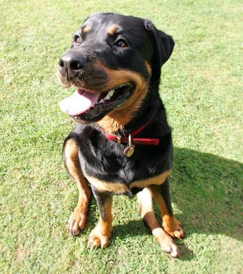 Missy
Waiting for a cookie, please.
Ključne besede: Missy Rottweiler dog hotel dog boarding Lucies Farm dog kennel