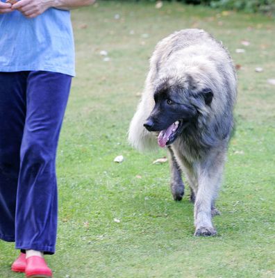Oscar Following Marjorie
Oscar is not overly fond of new faces.  He's spent the day meeting everyone at Lucies Farm, and he's become very relaxed.
Trefwoorden: Oscar Marjorie relaxed Lucies Farm dog hotel dog kennel