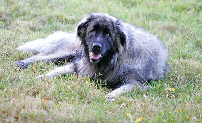 Oscar Enjoying The Autumn Afternoon
Keywords: Oscar autumn Lucies Farm dog hotel dog resort afternoon