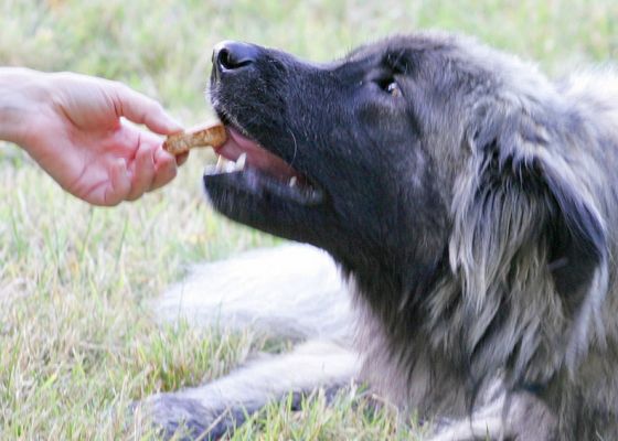 Marjorie Giving Oscar a Home-Baked Doggie Cookie
Anahtar kelimeler: Oscar home-baked doggie cookie Lucies Farm dog hotel dog boarding