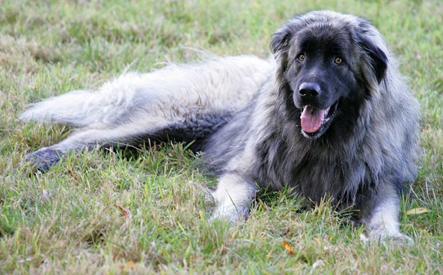 Oscar
Ključne besede: Oscar Lucies Farm dog hotel dog resort dog kennel relaxing