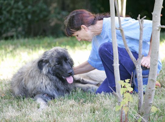 Oscar and Marjorie
Keywords: Oscar Marjorie Lucies Farm dog resort dog kennel dog hotel