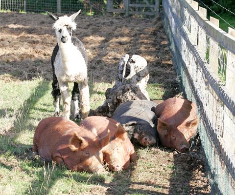 Tamworth and Berkshire Pigs
The alpaca is in love with Westbrook, our Berkshire boar (the black pig).  The alpaca follows Westbrook everywhere, and stands guard when Westbrook sleeps.  And he sleeps a lot.
Ključne besede: Westbrook Berkshire Tamworth pig piggies alpaca kurobuta pork Lucies Farm