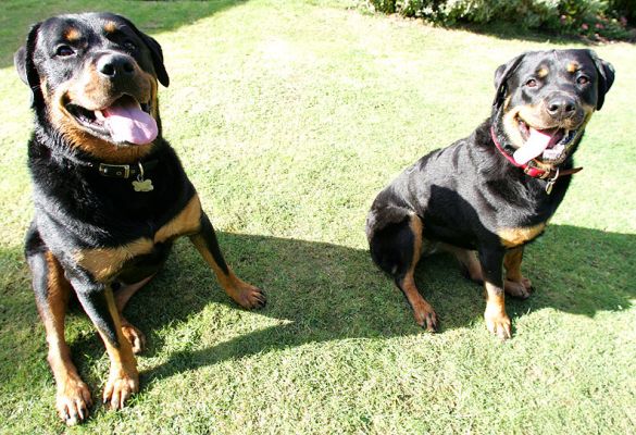 Ronan and Missy
The Rottweilers.
Palabras clave: Ronan Missy Rottweiler dog Lucies Farm dog hotel dog kennel
