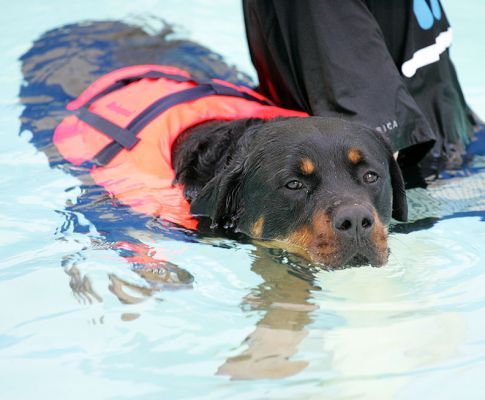 Ronan Enjoying a Swim
Look at the size of his paw...
Λέξεις-κλειδιά: Ronan paw swimming dog swim dog canine hydrotherapy Lucies Farm dog hotel Ritz Canine