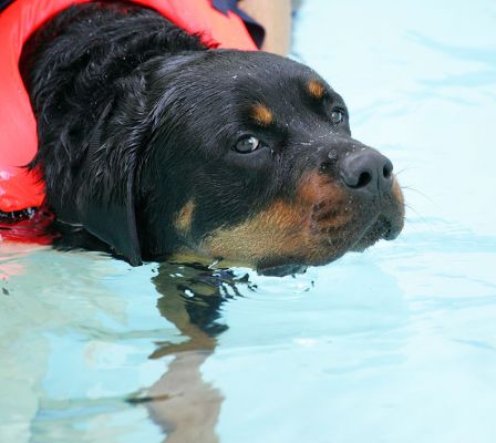Ronan
Keeping an eye on me.
Keywords: Ronan Rottweiler swimming dog canine hydrotherapy eye Ritz Canine