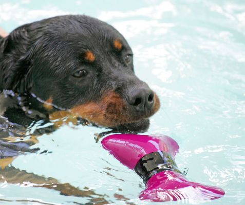 Ronan and The Floating Bone
All of a sudden, Ronan showed a great interest in the floating purple dog bone, and would go swimming after it.
Ключевые слова: Ronan Rottweiler dog bone floating toy swimming dog canine hydrotherapy Ritz Canine